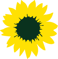 Sonnenblume